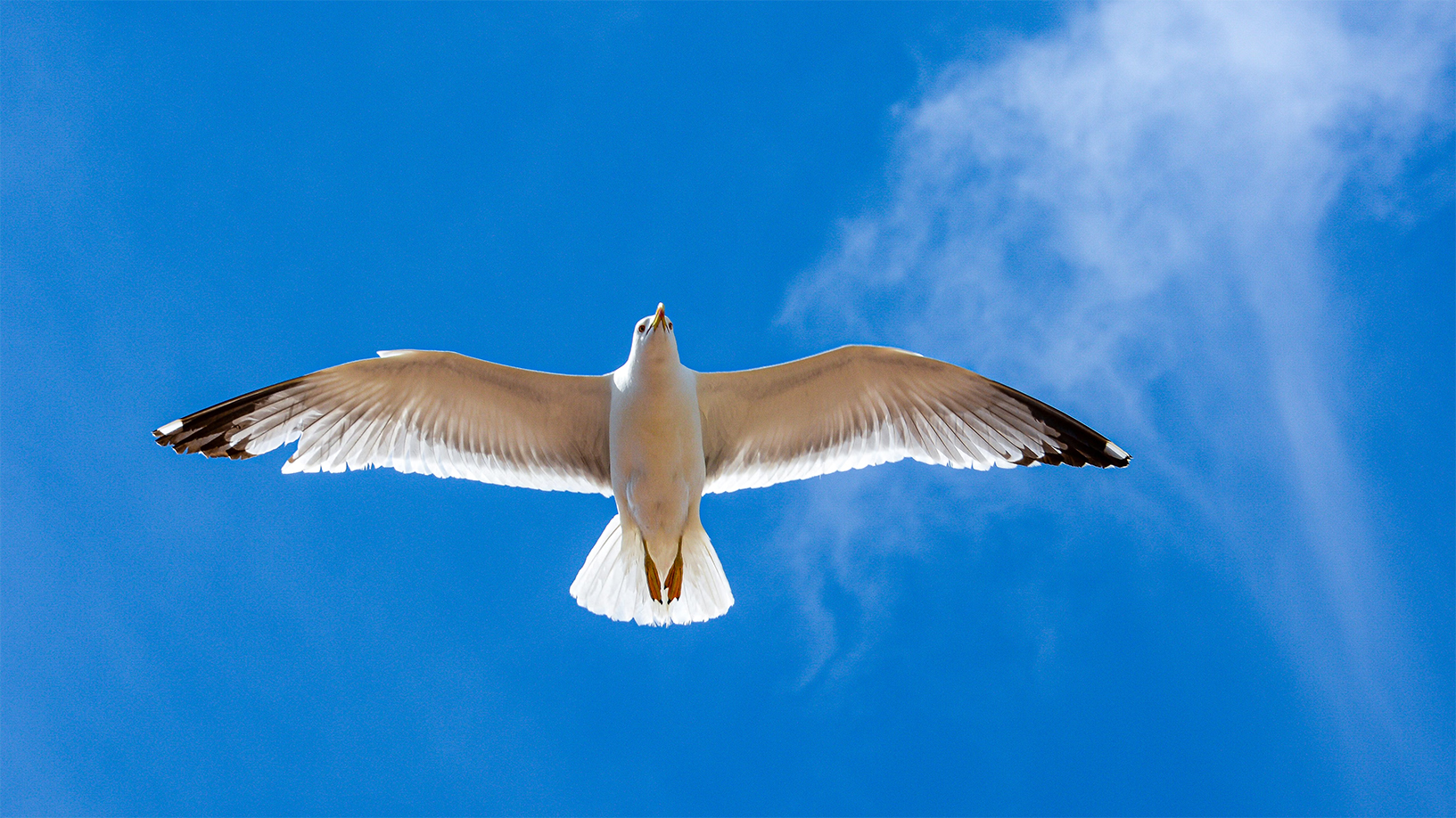 Eine Möwe mit ausgebreiteten Flügeln vor blauem Himmel als Symbol für Freiheit, Verantwortung und offene Möglichkeiten